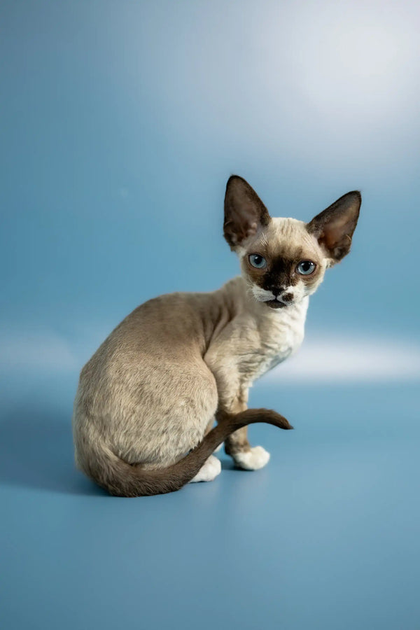 Siamese kitten with big ears and blue eyes, perfect for a Devon Rex Kitten lover