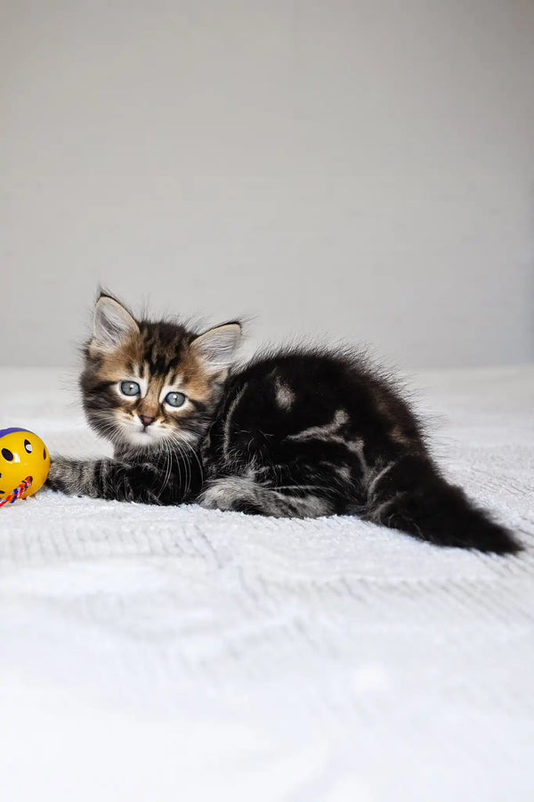 Patrik | siberian kitten