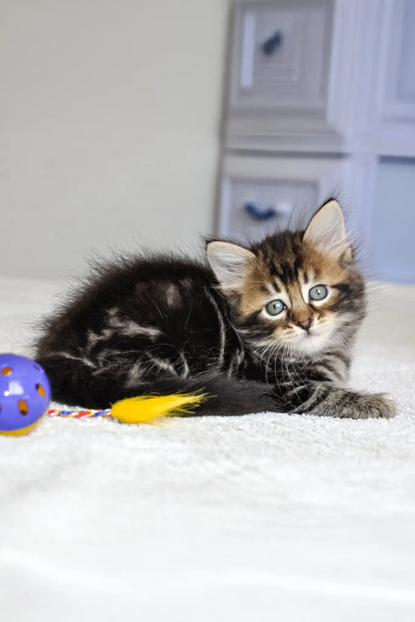 Patrik | siberian kitten