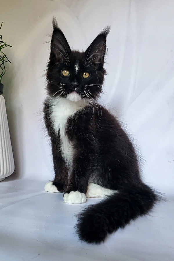 Black and white tuxedo Patron Maine Coon Kitten with fluffy fur and yellow eyes