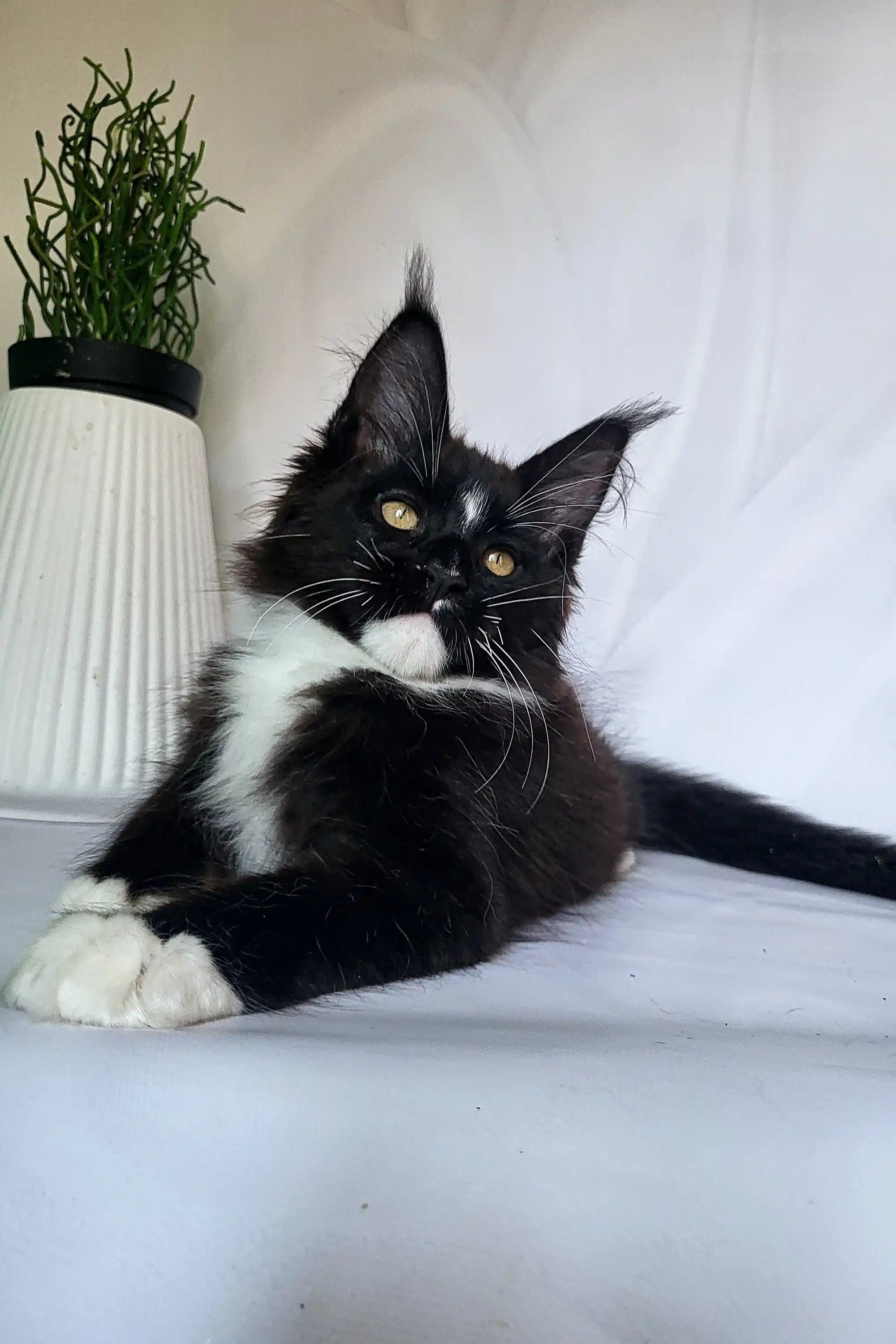 Maine Coon Kittens for Sale Patron | Kitten