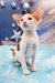 Cute Oriental Shorthair kitten Patty ready for a new home and lots of cuddles