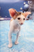 Cute Oriental Shorthair Kitten named Patty playing and exploring its surroundings