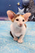 Cute Oriental Shorthair kitten named Patty ready to bring joy to your home