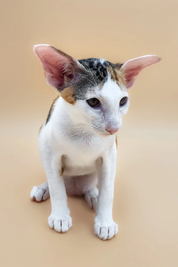 Cute Oriental Shorthair kitten named Patty ready to find a loving home