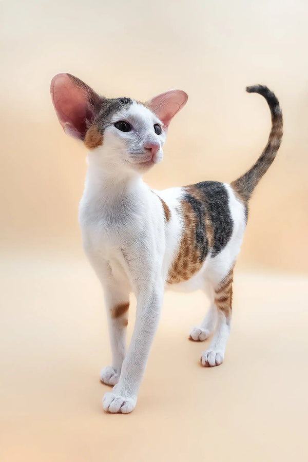 Adorable Calico Oriental Shorthair kitten named Patty ready for a new home