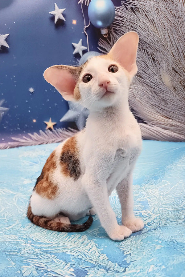 Calico Oriental Shorthair kitten named Patty, showcasing her unique colors and charm