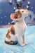 Calico Oriental Shorthair kitten named Patty looking cute and playful