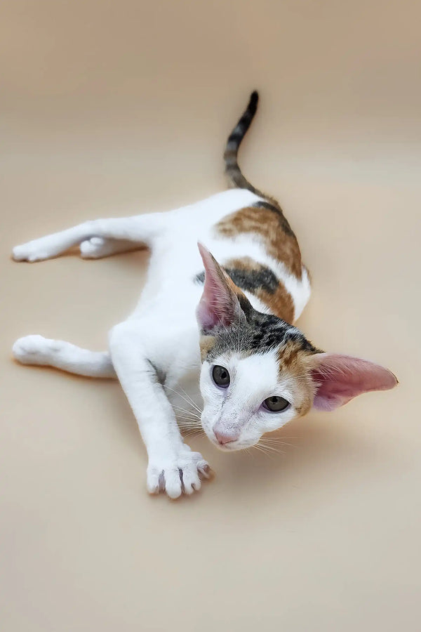 Calico Oriental Shorthair cat named Patty in an adorable kitten pose
