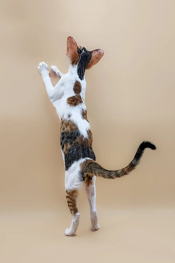 Calico cat standing upright, showcasing Patty the Oriental Shorthair Kitten