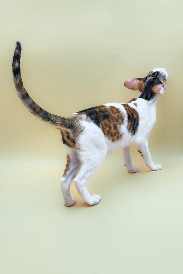 Calico Cornish Rex cat featured in the Patty Oriental Shorthair Kitten product