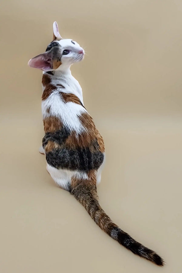 Calico Cornish Rex cat showcasing the adorable Patty Oriental Shorthair Kitten