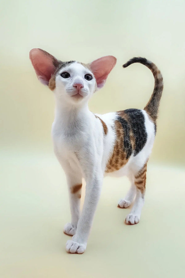 Black Oriental Short Oriental Longhair Kittens For Sale Buy A