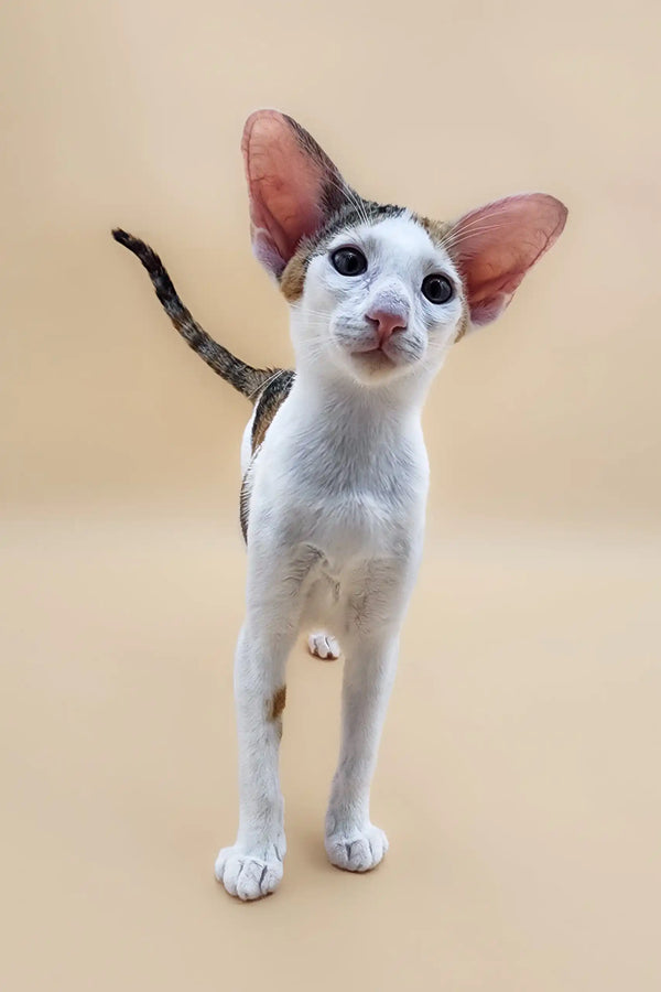 Cute Oriental Shorthair kitten named Patty exploring its cozy spot