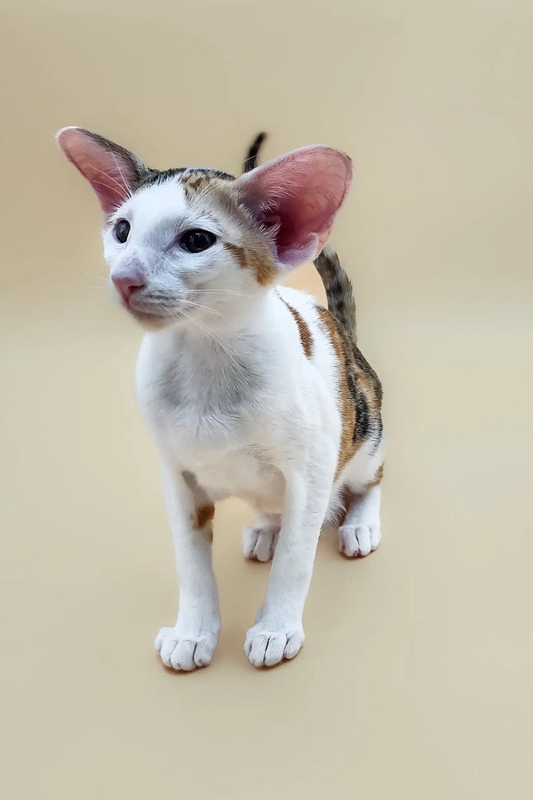 Cute Oriental Shorthair kitten named Patty, showcasing sleek fur and playful charm