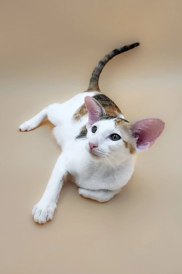 White and brown Oriental cat named Patty in a playful pose for the kitten product
