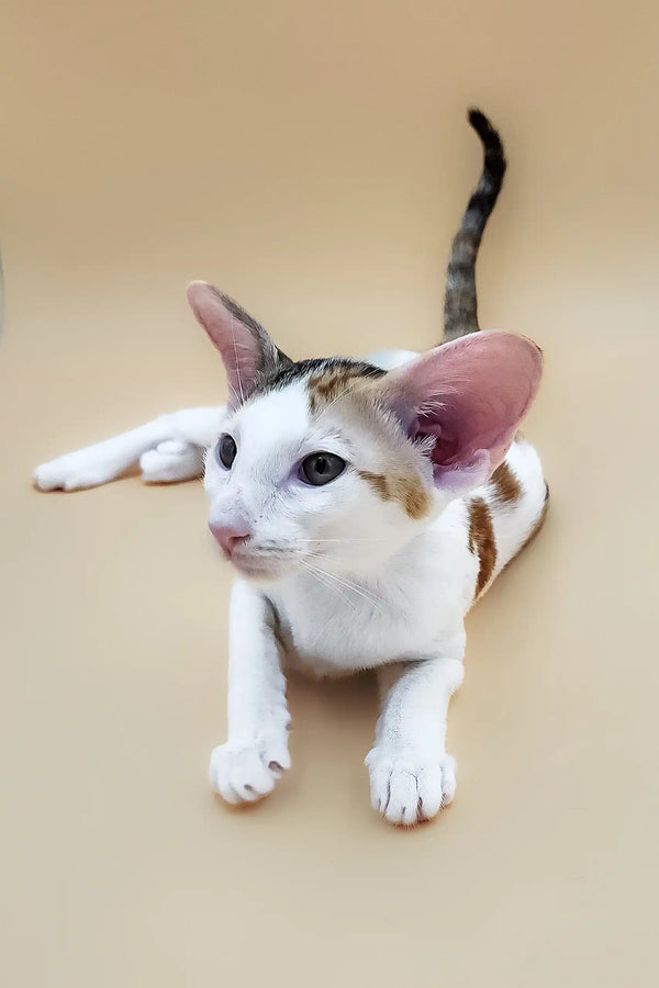 White and brown Oriental Shorthair kitten named Patty looking playful and cute