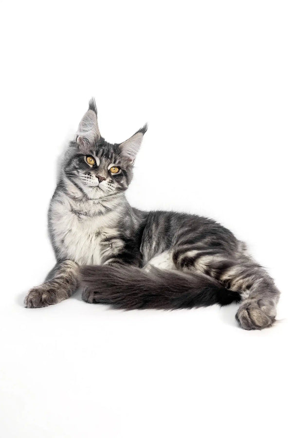 Maine Coon kitten Paty lounging with silver and grey tabby markings