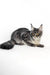 Alert Gray and White Maine Coon Cat chilling in Paty Maine Coon Kitten product