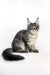 Gray and white Maine Coon kitten Paty with fluffy tail and cute ear tufts