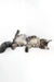 Gray and white Maine Coon cat chilling on its side, perfect for Paty | Maine Coon Kitten