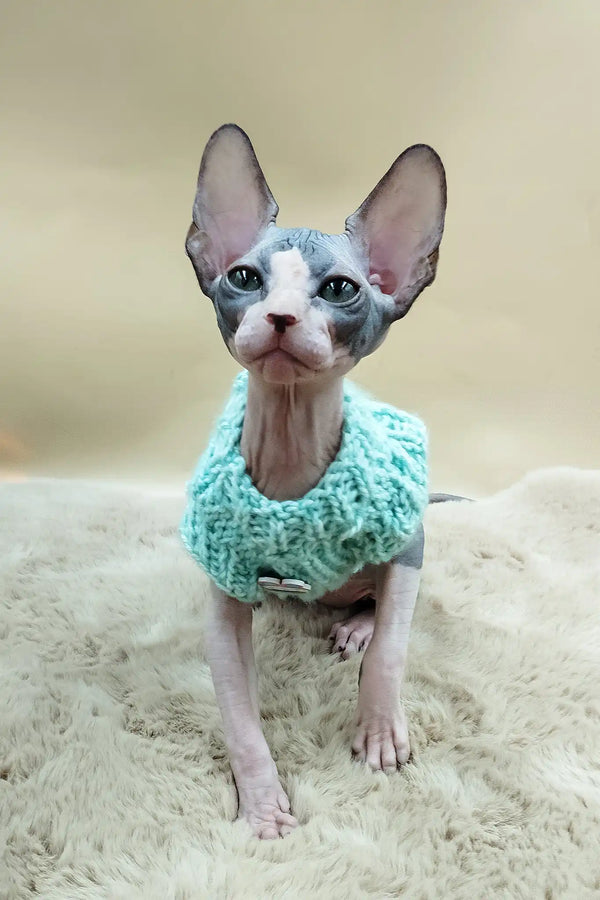 Paul | canadian sphynx kitten