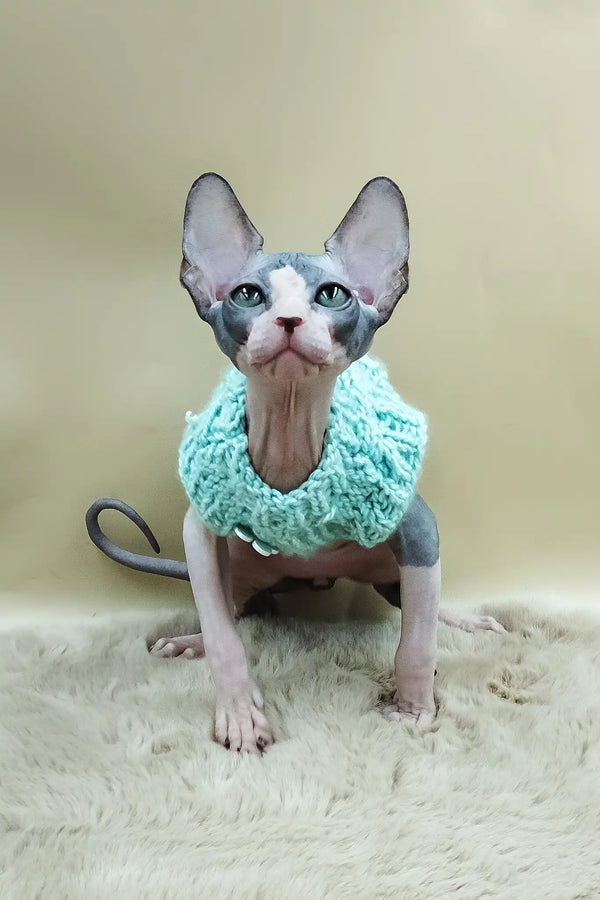 Paul | canadian sphynx kitten