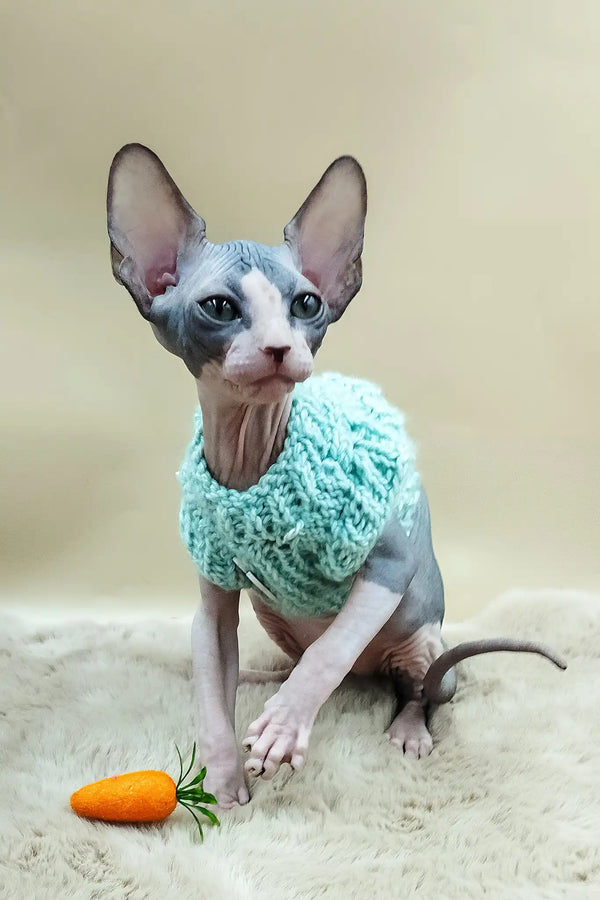 Paul | canadian sphynx kitten