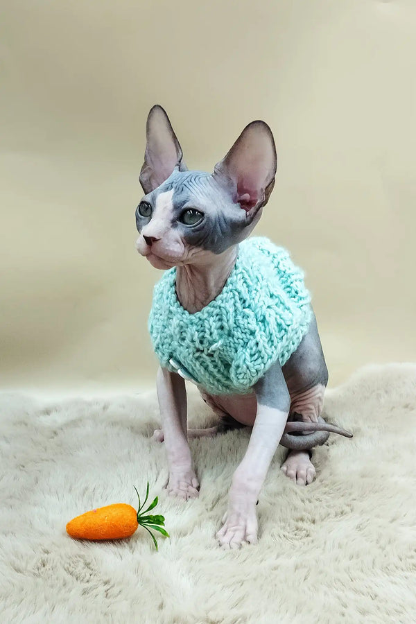 Paul | canadian sphynx kitten