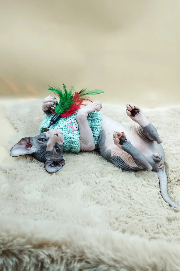 Paul | canadian sphynx kitten