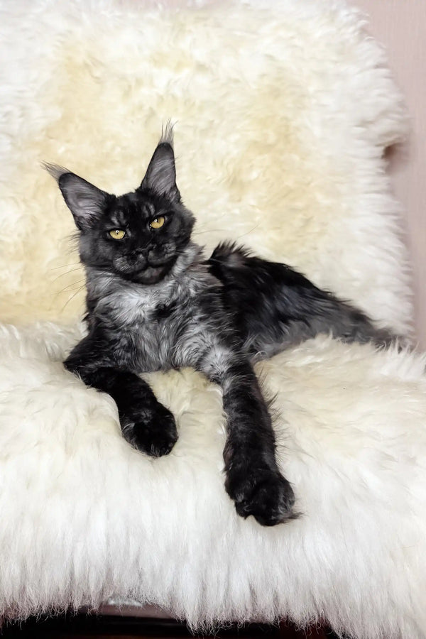 Pauli | maine coon kitten