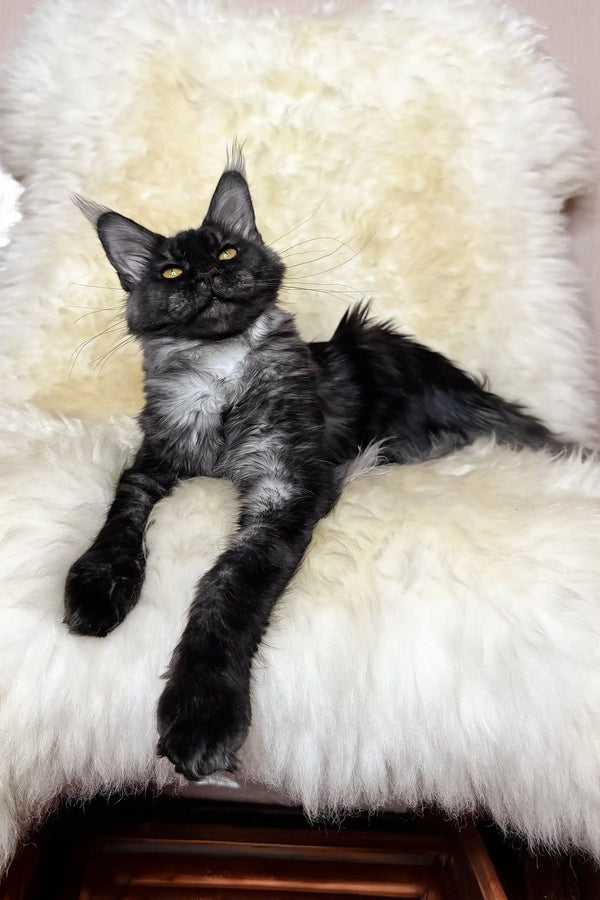 Pauli | maine coon kitten