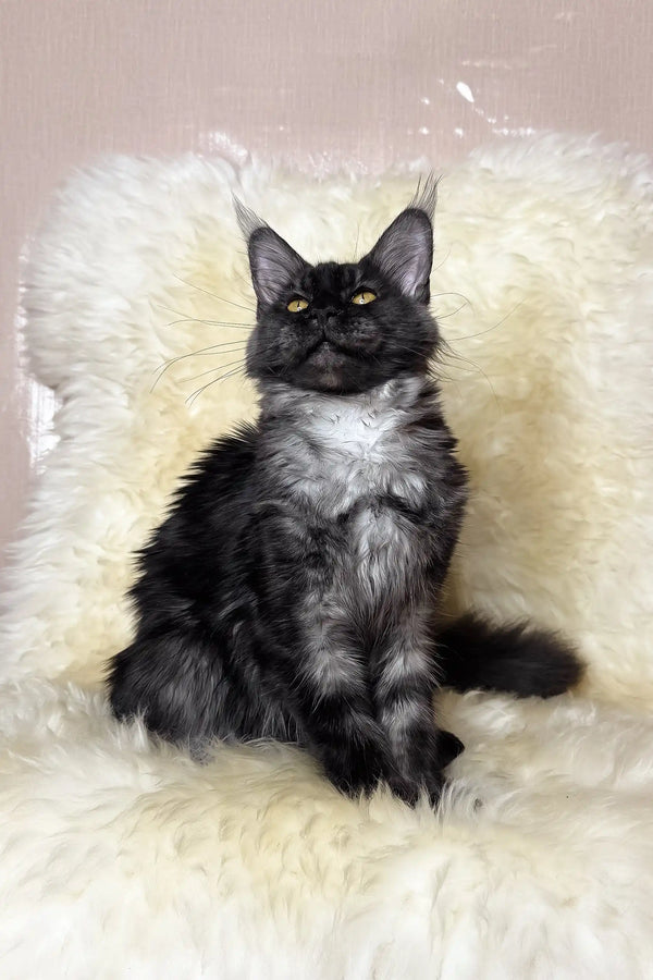 Pauli | maine coon kitten