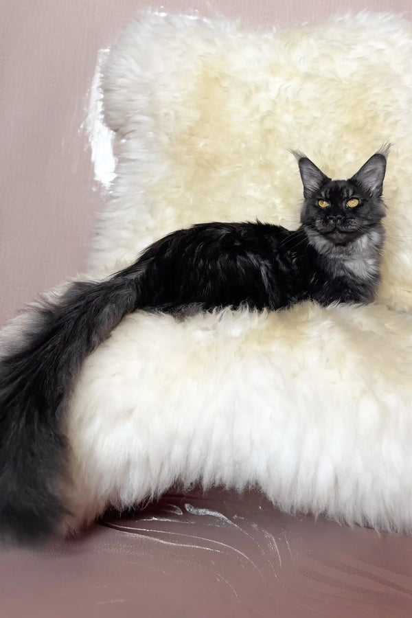 Pauli | maine coon kitten