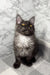 Gray Maine Coon cat named Pauli, showcasing the adorable Maine Coon kitten look