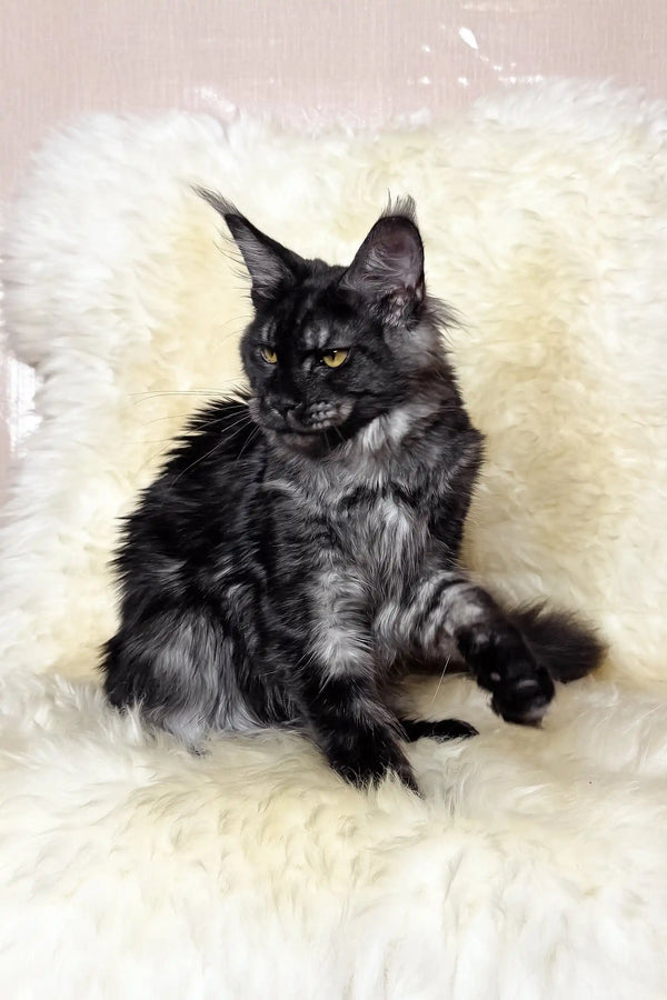 Pauli | maine coon kitten