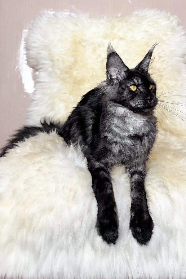 Pauli | maine coon kitten