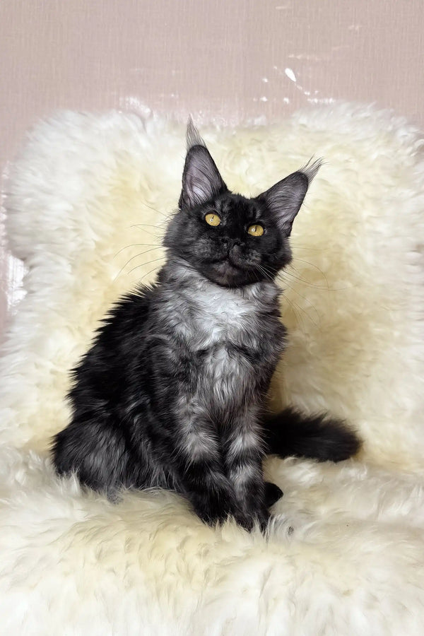 Pauli | maine coon kitten