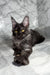 Black Maine Coon cat featured in the Pauli Maine Coon Kitten product lineup