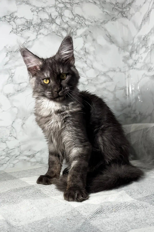 Cute black and silver Maine Coon kitten named Pauli playing around happily