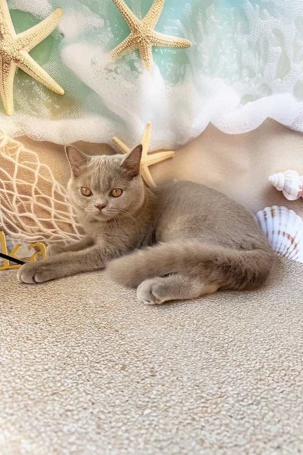 Paulina | british shorthair kitten