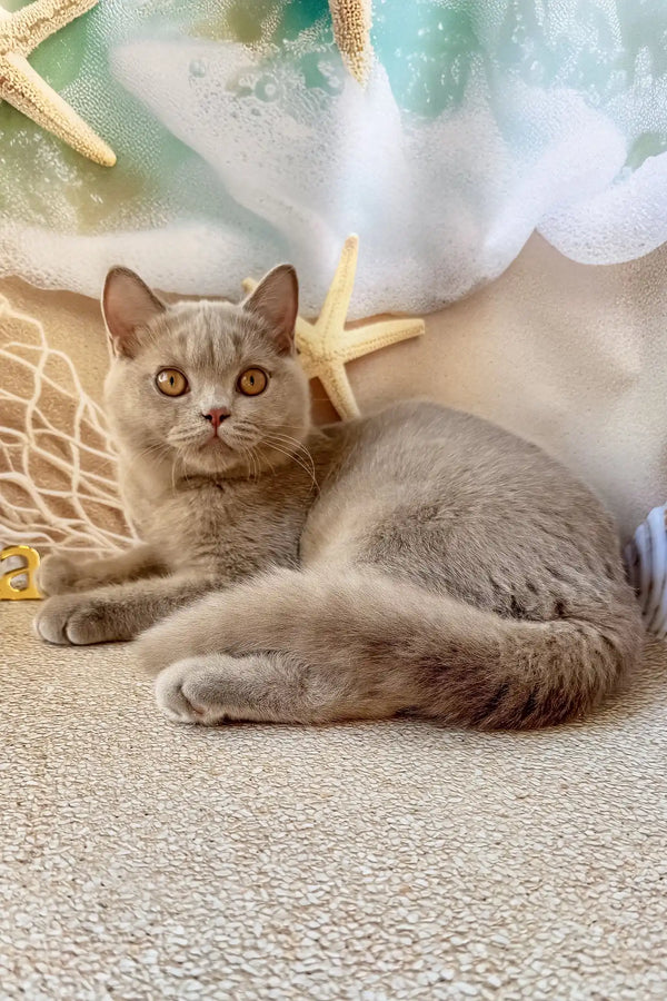 Paulina | british shorthair kitten