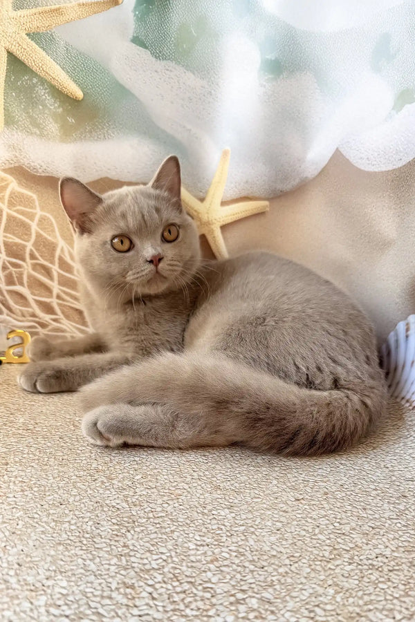 Paulina | british shorthair kitten