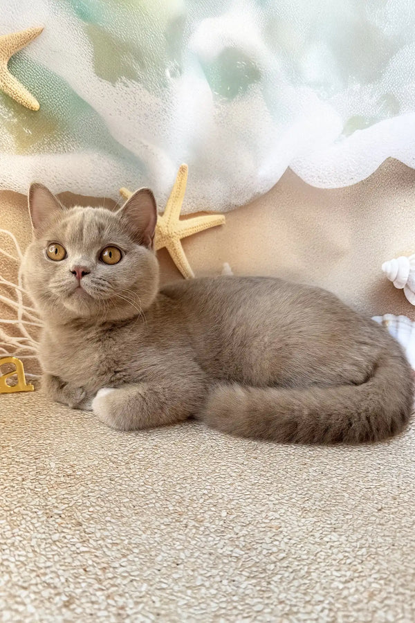 Paulina | british shorthair kitten
