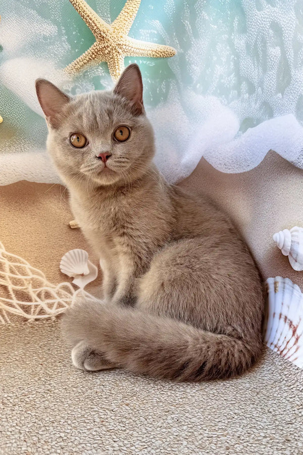 Paulina | british shorthair kitten