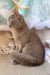 Paulina | british shorthair kitten