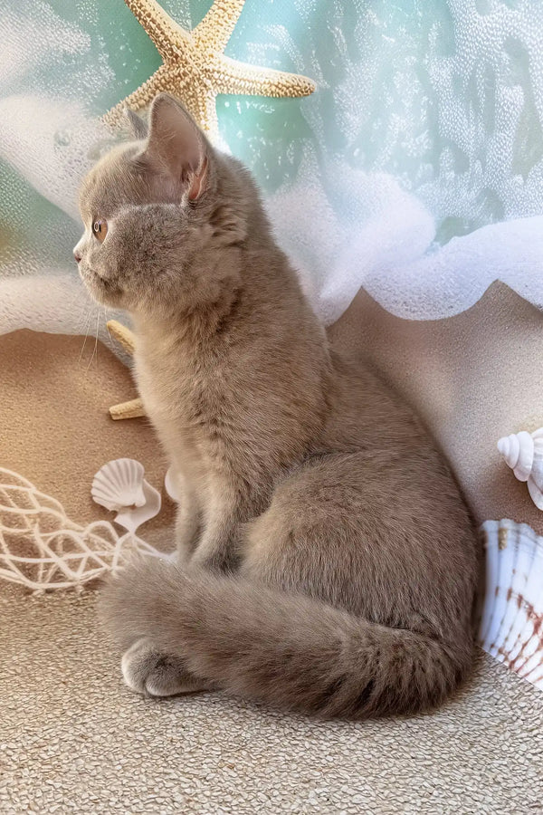 Paulina | british shorthair kitten