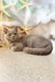 Paulina | british shorthair kitten