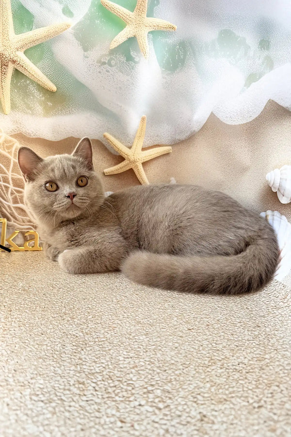 Paulina | british shorthair kitten