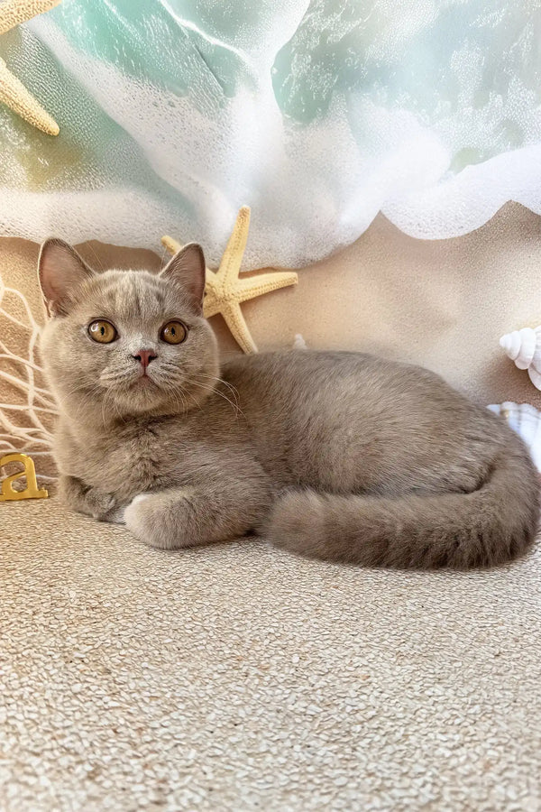 Paulina | british shorthair kitten